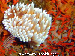Taken at thunderbolt reef with a Sony P8 @ 1/40 F2.8 
Nu... by Anthony Wooldridge 